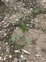 Albuca seineri