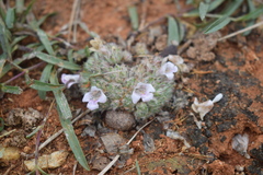Lepidagathis cristata