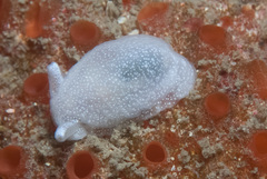 Pleurobranchaea tarda