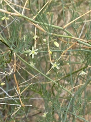 Asparagus nelsii