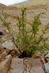 Antherothamnus pearsonii