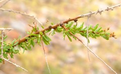 Antherothamnus pearsonii