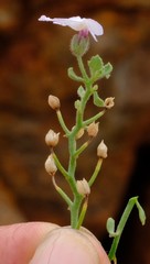 Jamesbrittenia ramosissima