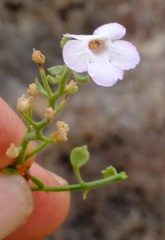 Jamesbrittenia ramosissima