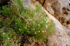 Jamesbrittenia ramosissima