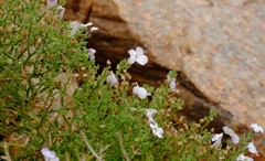 Jamesbrittenia ramosissima
