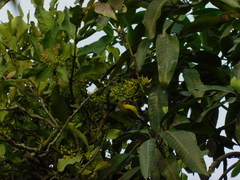 Cinnyris jugularis ornatus