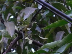 Cinnyris jugularis ornatus