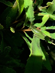 Litoria olongburensis