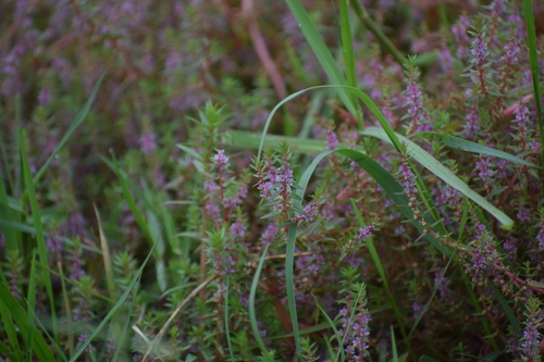 Rotala densiflora iNat (1)