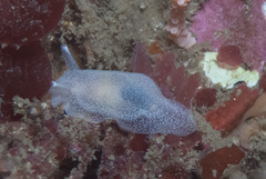 Pleurobranchaea tarda
