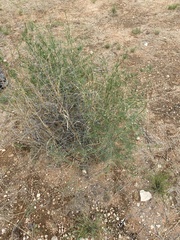 Asparagus nelsii
