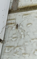 Crossopriza