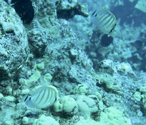 Multiband butterflyfish (Chaetodon multicinctus) — Chaetodontidae