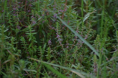Rotala densiflora