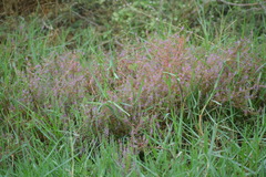 Rotala densiflora