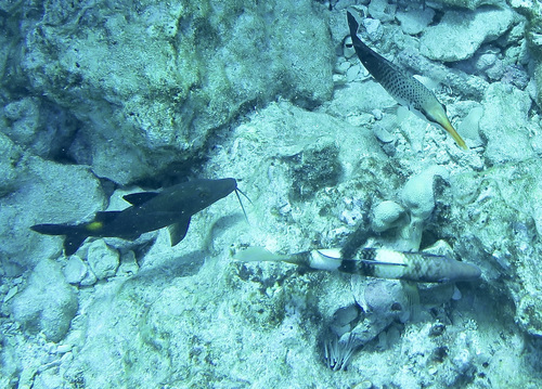 Blue goatfish (Parupeneus cyclostomus) — Mullidae