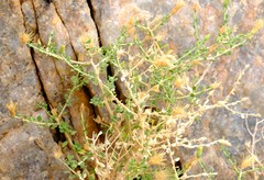 Pegolettia retrofracta
