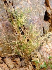 Pegolettia retrofracta