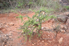 Canthium coromandelicum