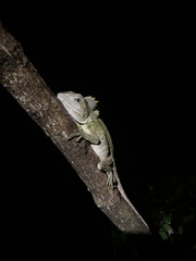 Lophosaurus spinipes