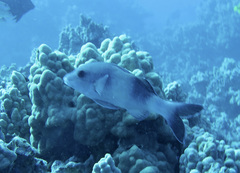 Parupeneus insularis