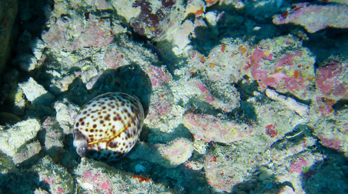 Cypraea tigris observed 2022-02-10