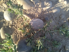 Pteranthus dichotomus