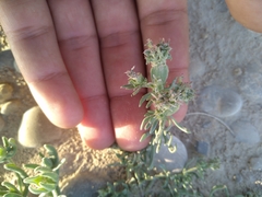 Pteranthus dichotomus