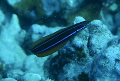 Plagiotremus ewaensis