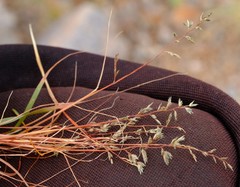 Eragrostis nindensis