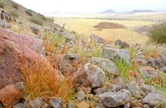 Eragrostis nindensis
