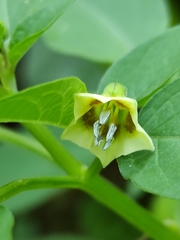 Physalis minima