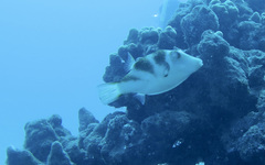 Canthigaster coronata