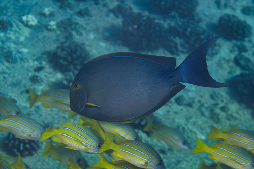 Geelvin-doktersvis (Acanthurus xanthopterus) — Acanthuridae — 5