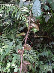 Cissus pteroclada