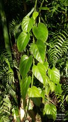 Cissus pteroclada