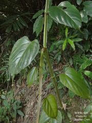 Cissus pteroclada