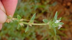 Acrotome pallescens