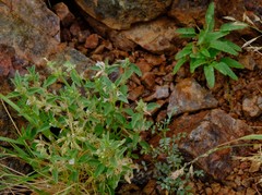 Acrotome pallescens