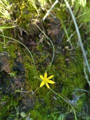Gagea chlorantha
