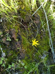 Gagea chlorantha