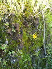 Gagea chlorantha