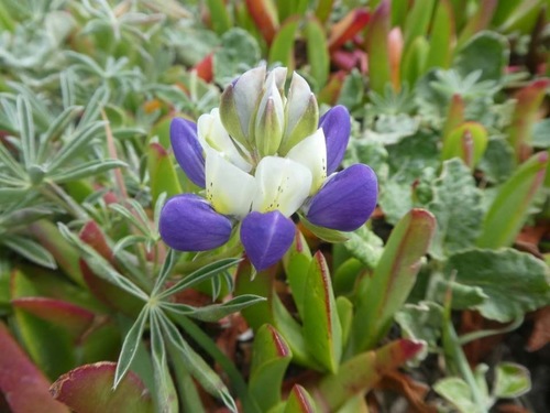 Lupinus variicolor Steud.