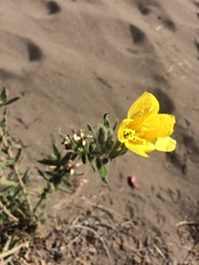 Oenothera picensis