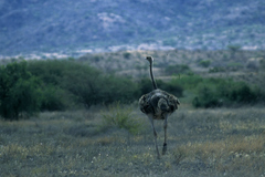 Struthio molybdophanes