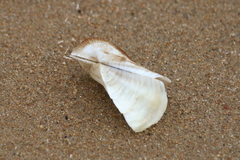 Trisidos tortuosa