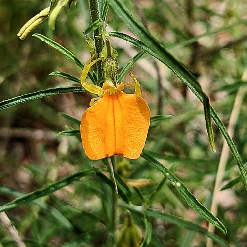 Image of Pigea aurantiaca by (c) Michael Somerville, some rights reserved (CC BY-SA)