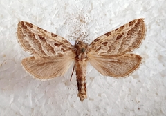 Triodia adriaticus