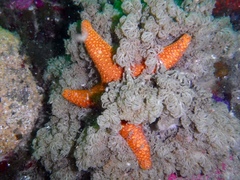 Fromia schultzei